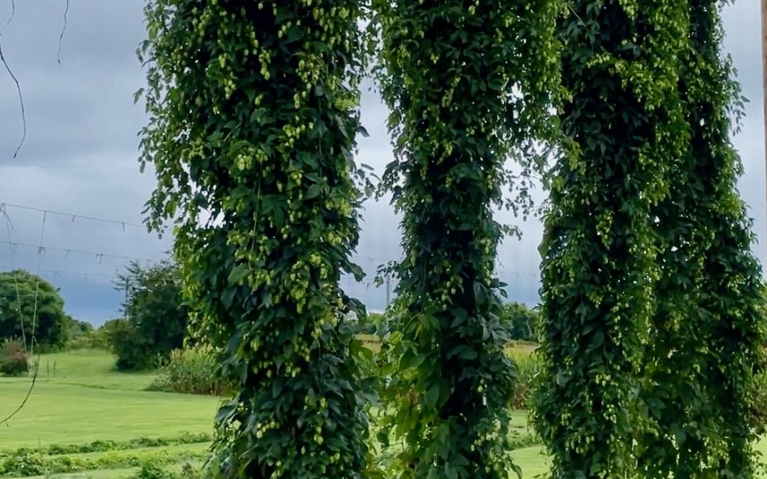 October 2022 Stillpoint Farm Notes