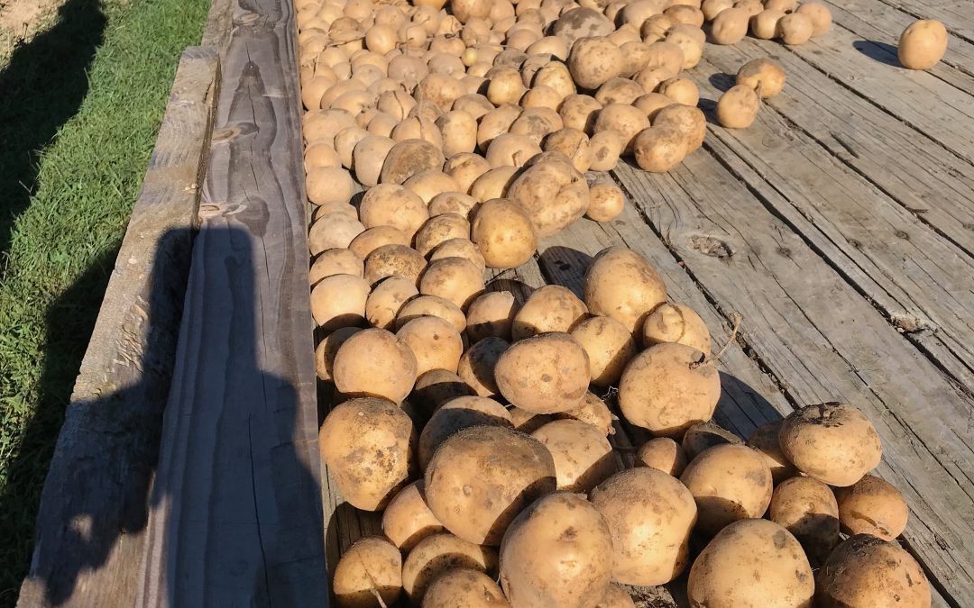 September 2022 Stillpoint Farm Notes