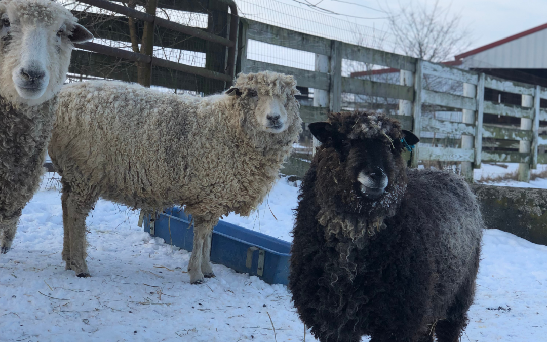 February 2023 Stillpoint Farm Notes